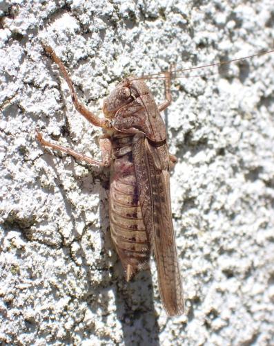 Réf. 307 209 : Platycleis albopunctata
